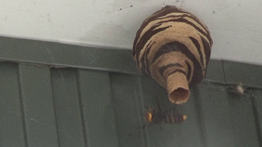 スズメバチの巣の巣穴にノズルで殺虫剤噴射（須賀川市）