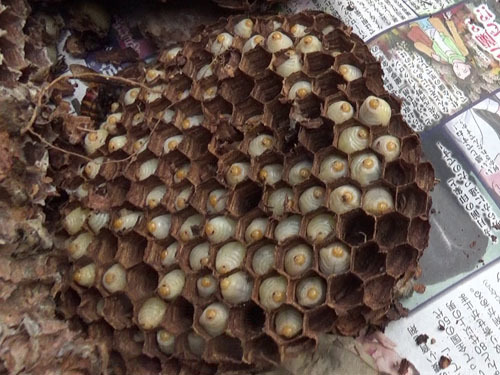 浅川町で駆除したオオスズメバチの巣に詰まった幼虫