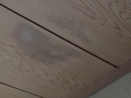 モンスズメバチの巣がある真下の天井にシミ（福島市）