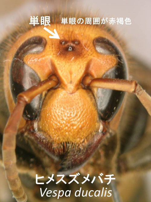 ヒメスズメバチの顔