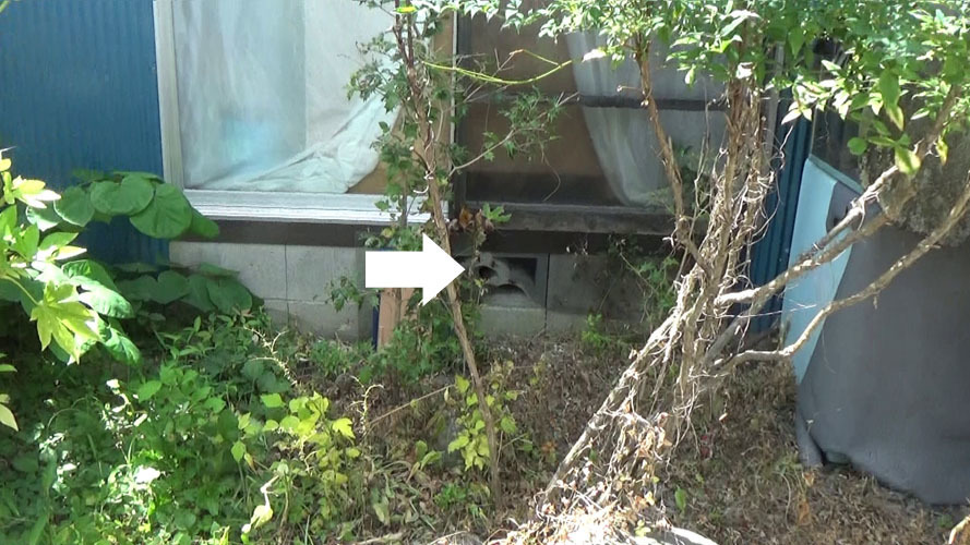 田村市船引町でスズメバチ駆除の現場