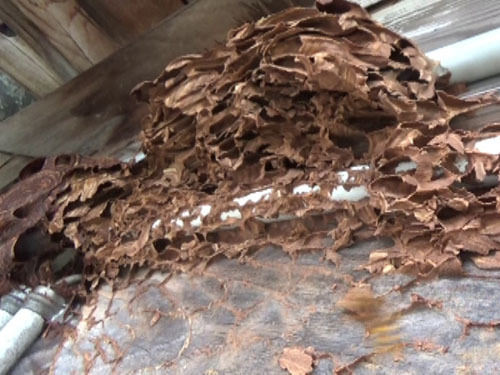 磐梯町で壁に貼りつくスズメバチの巣は外皮だけ