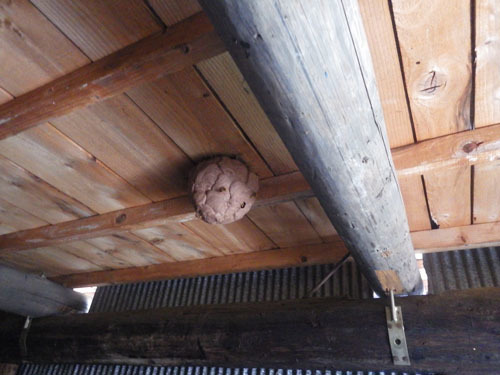 車庫の物置部分のスズメバチの巣(田村市）