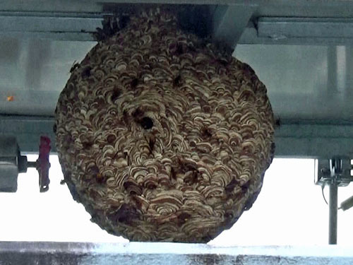 スズメバチの巨大な巣（小野町）