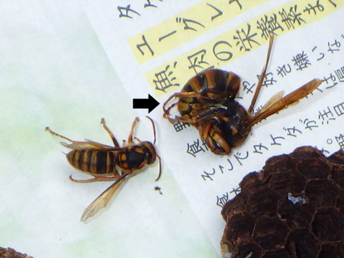 駆除したスズメバチの巣の女王蜂と働き蜂（白河市）