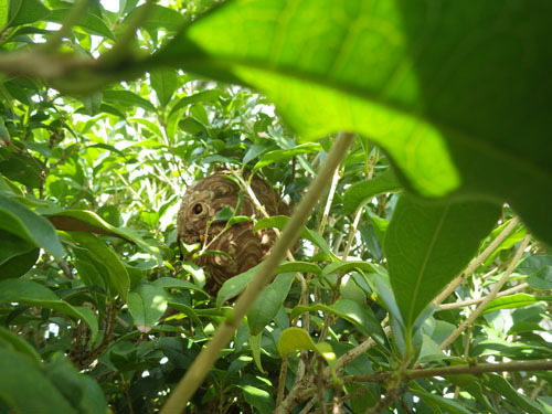 庭木の中にコガタスズメバチの巣（会津若松市）