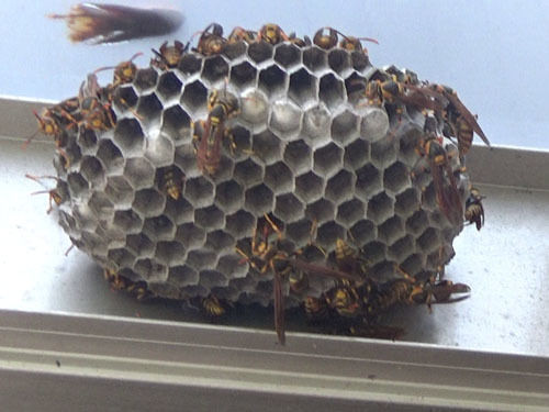 白河市でアシナガバチがカーポートの天井に作った巣