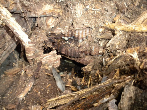 オオスズメバチの巣は伐採木の下に