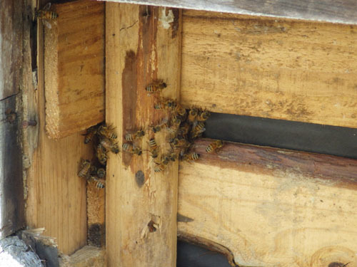 壊された外壁の隙間からミツバチが出入り（三春町）