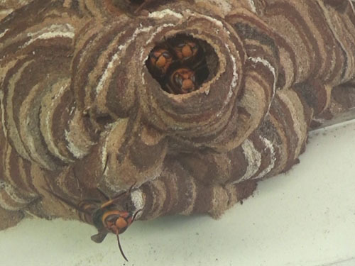 鏡石町で１階の軒下にコガタスズメバチの巣