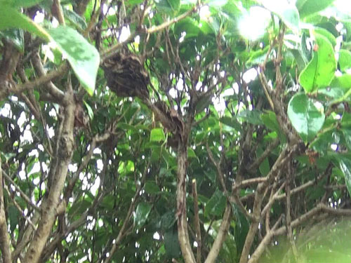 郡山市で庭木からコガタスズメバチの巣を撤去した跡