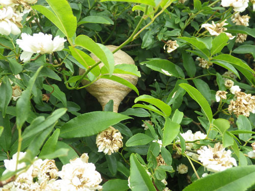 スズメバチの巣が枝葉に隠れてみえにくい（須賀川市）