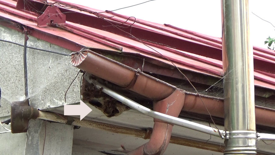 軒裏の破損部から出入りするスズメバチ