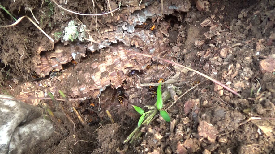 オオスズメバチの巣を撤去中（須賀川市）