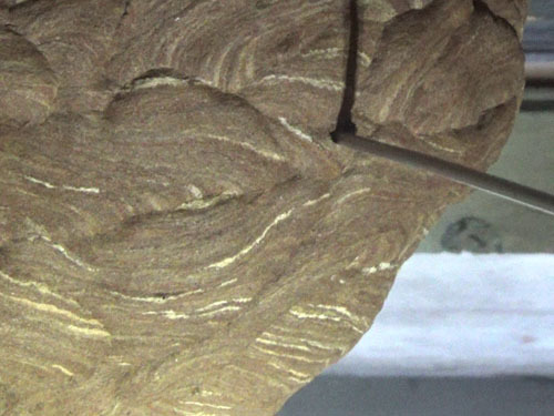 泉崎村でキイロスズメバチの巣に殺虫剤を注入
