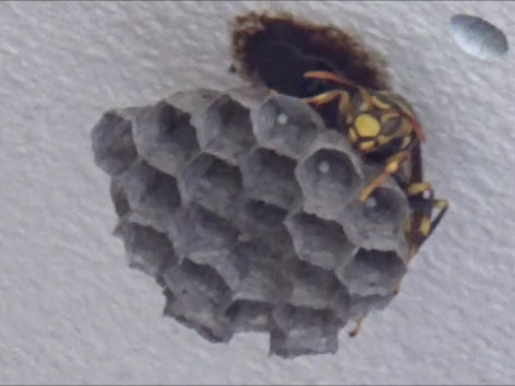 いわき市駆除現場のアシナガバチの女王蜂と巣