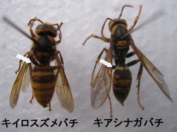 スズメバチとアシナガバチ識別