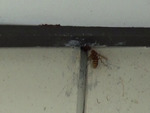 福島県田村郡小野町で屋根裏のキイロスズメバチの巣