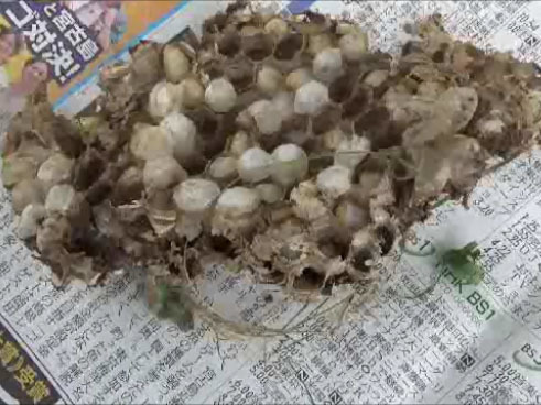 天栄村で駆除したスズメバチの巣