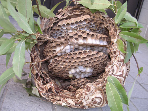コガタスズメバチの女王蜂、雄蜂が誕生した巣