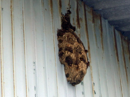 壁間に作ったキイロスズメバチの巣（郡山市）
