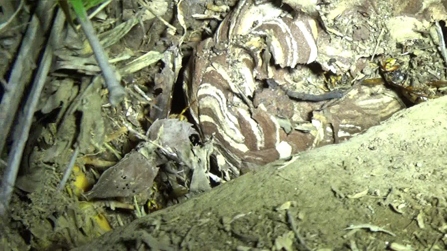 石垣の隙間に作ったスズメバチの母巣（須賀川市）