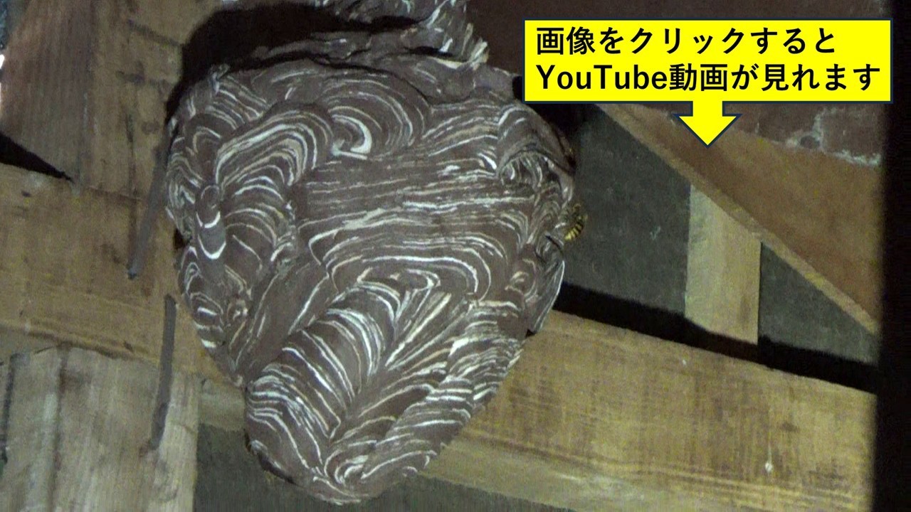 郡山市で屋根裏のスズメバチ駆除