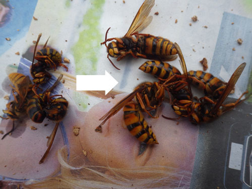 駆除したスズメバチの巣にいた新女王蜂たち（小野町）