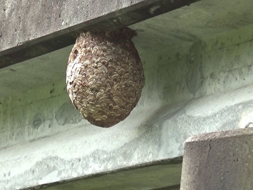 橋の下から見たスズメバチの巣（田村市）