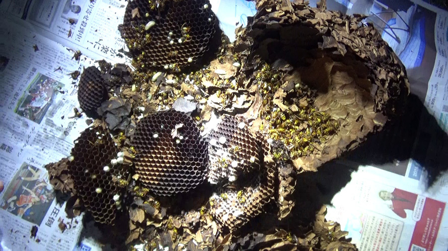 撤去後に解体したスズメバチの巣の全貌（須賀川市）