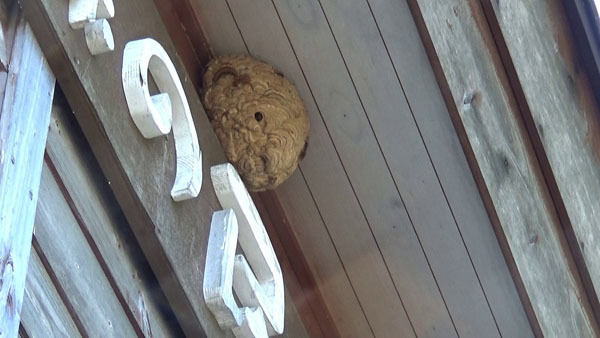 福島県大玉村でハチ駆除・スズメバチ駆除