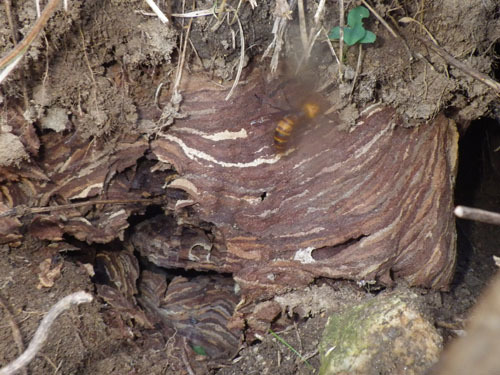 終焉を迎えていた土中のオオスズメバチの巣