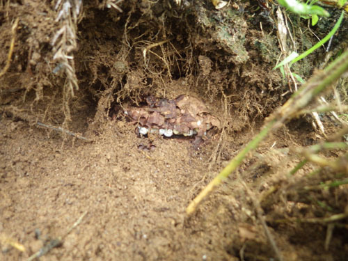 地中の深さ約１０ｃｍにスズメバチの巣（福島市）