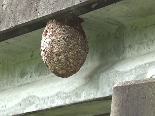 田村市でスズメバチ駆除