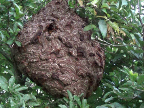 庭木に作ったキイロスズメバチの巨大な巣（本宮市）