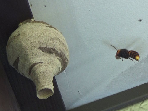 スズメバチが２階建て家屋の軒下に作った巣（白河方面）