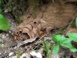 会津坂下町でスズメバチ駆除