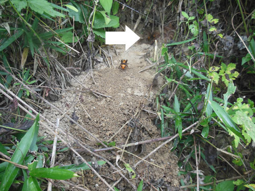 オオスズメバチの巣があるときの特徴