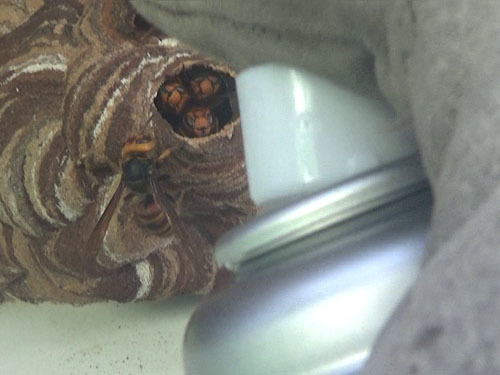 鏡石町でコガタスズメバチの巣に殺虫剤を注入