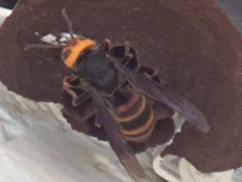 越冬を終えたコガタスズメバチの女王蜂（郡山市）