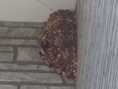 ２階の軒下にあったコガタスズメバチの巣（郡山市）