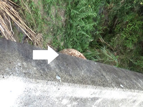 橋の上から見えたスズメバチの巣の一部（田村市）