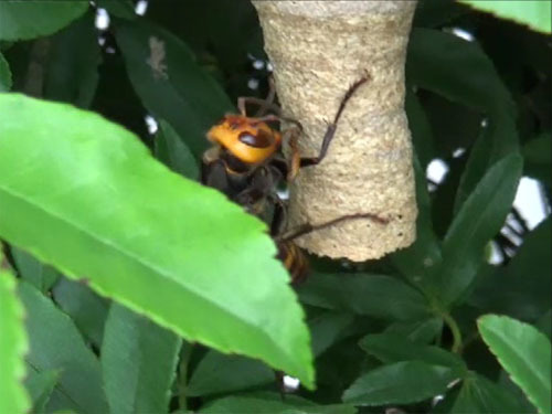 コガタスズメバチの女王蜂（須賀川市）