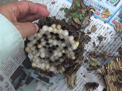 伊達市で駆除・撤去したコガタスズメバチの巣を解体
