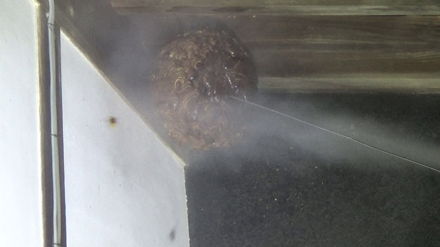 スズメバチの巣の内外に殺虫剤を噴射（須賀川市）