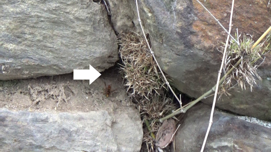 スズメバチが石垣の隙間の母巣に出入り（須賀川市）