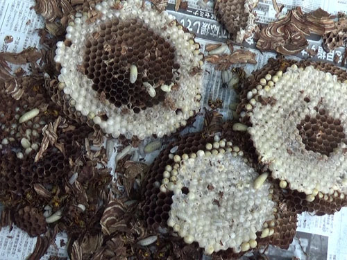 三春町で７月下旬のスズメバチの巣を解体