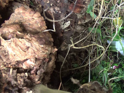 オオスズメバチの巣は切り株の樹洞にあった（郡山市）