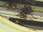 本宮市でスズメバチ駆除