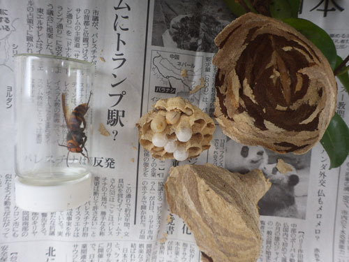 駆除したスズメバチの巣とその巣の女王蜂（郡山市）